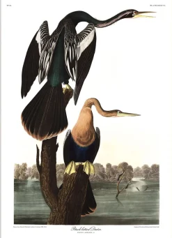 Black-bellied Darter #6528