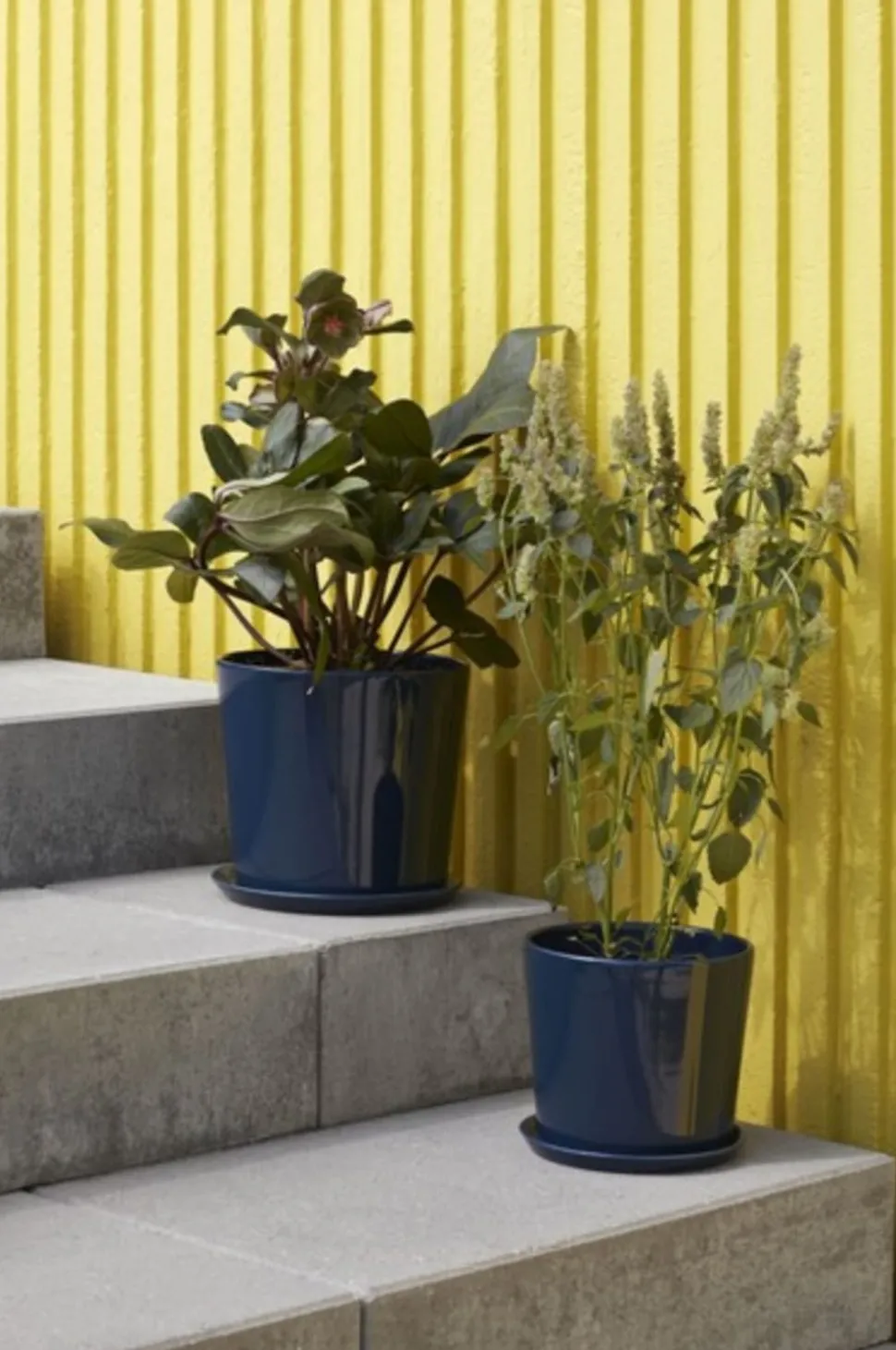 Botanical Family