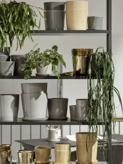 Botanical Family