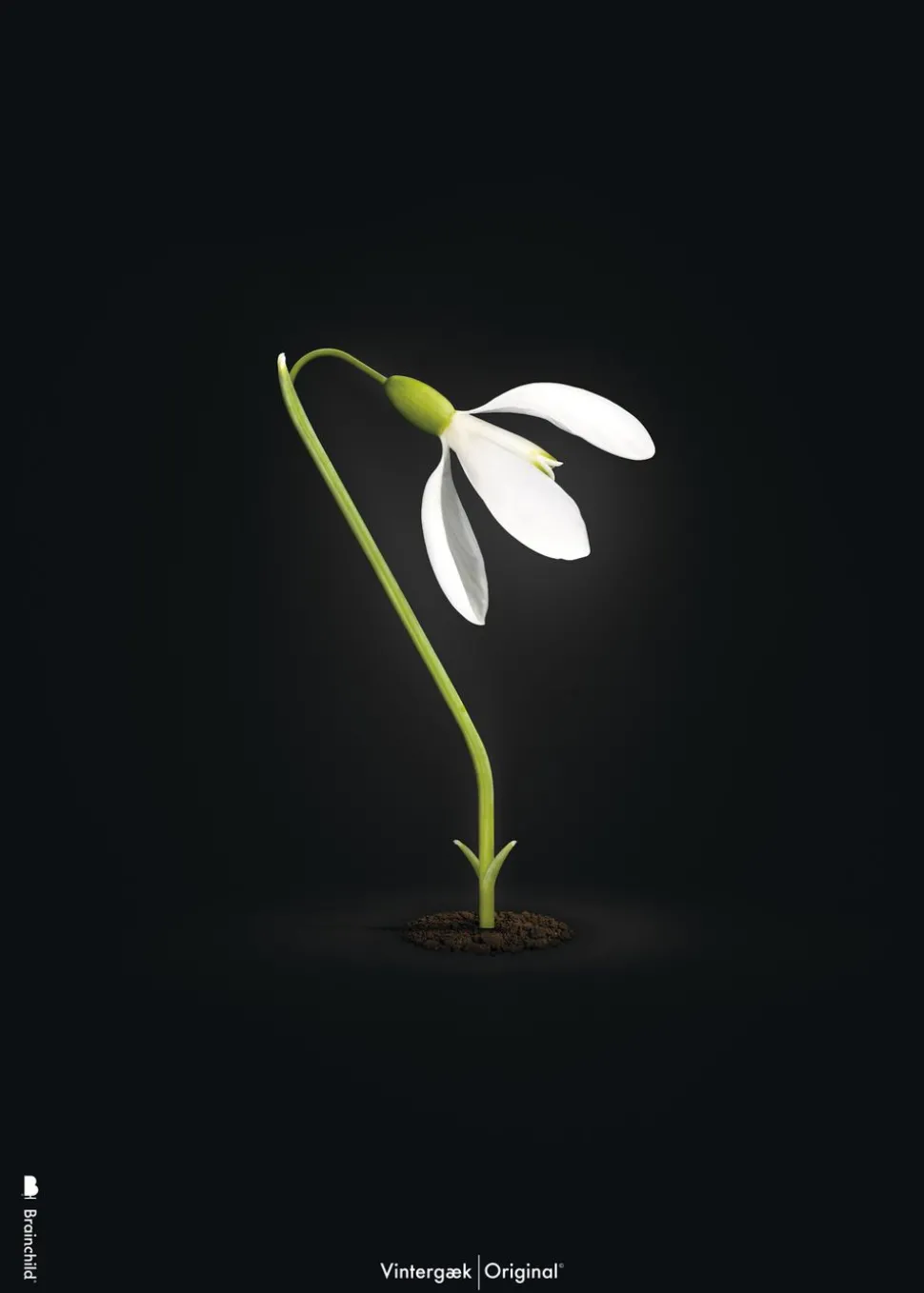 Classic Snowdrop Poster - Black