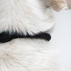 Dog Collar Ravello
