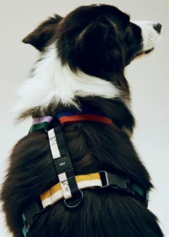Dogs Harness