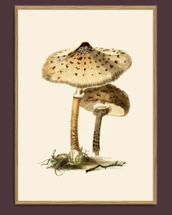 Fungi #2101