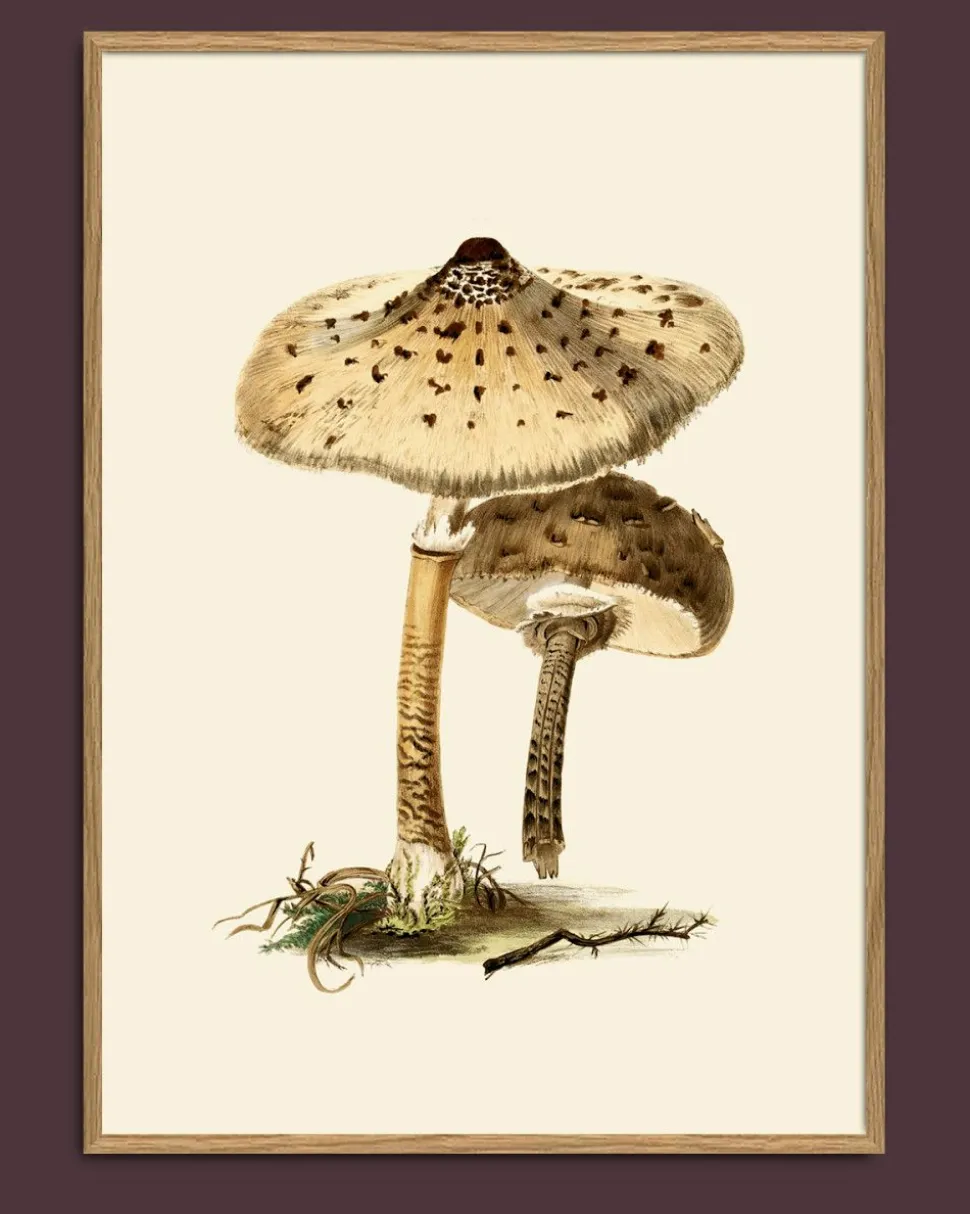 Fungi #2101