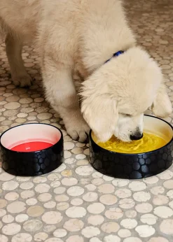 Hay Dogs Bowl