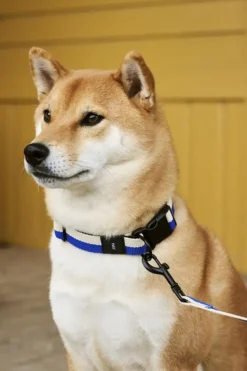 Hay Dogs Collar Flat