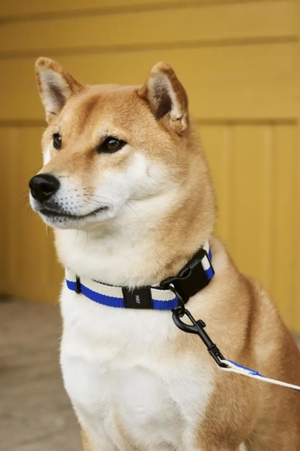 Hay Dogs Collar Flat