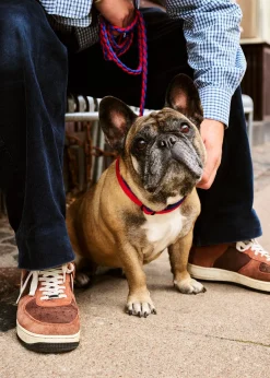 Hay Dogs Leash