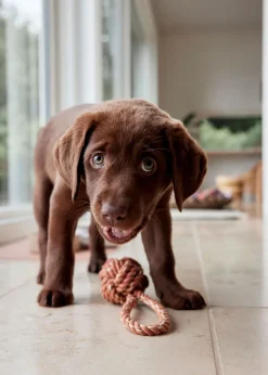 Otto Rope Dog Toy