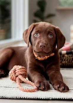 Otto Rope Dog Toy