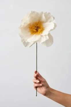 Paper Flower, Rhapsody Rose