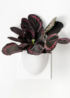 Vertiplants BIO